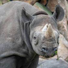 Rhino